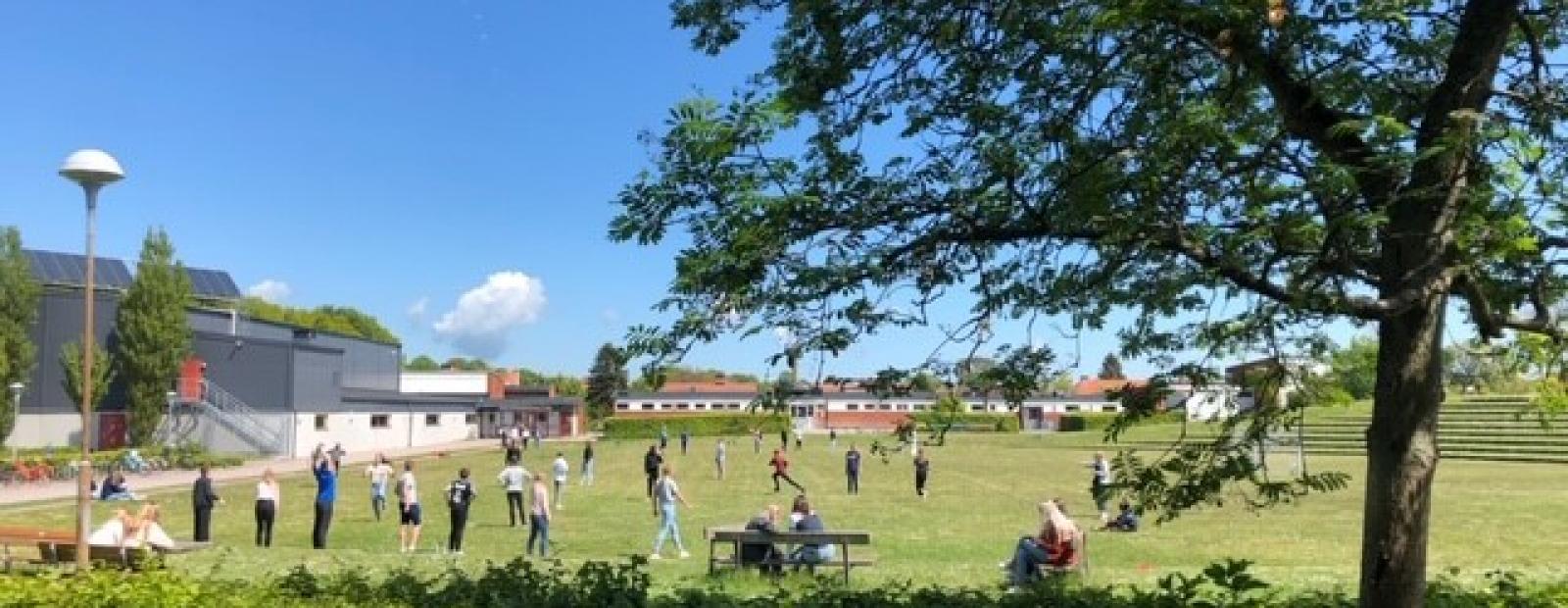 Utemiljö på en skola med en stor gräsplan, blå himmel och ett stort träd i förgrunden